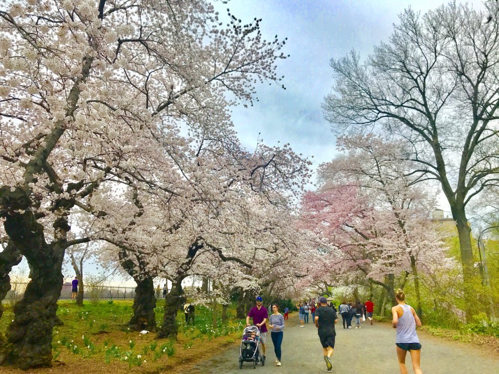 Upper east cherry blossom 
