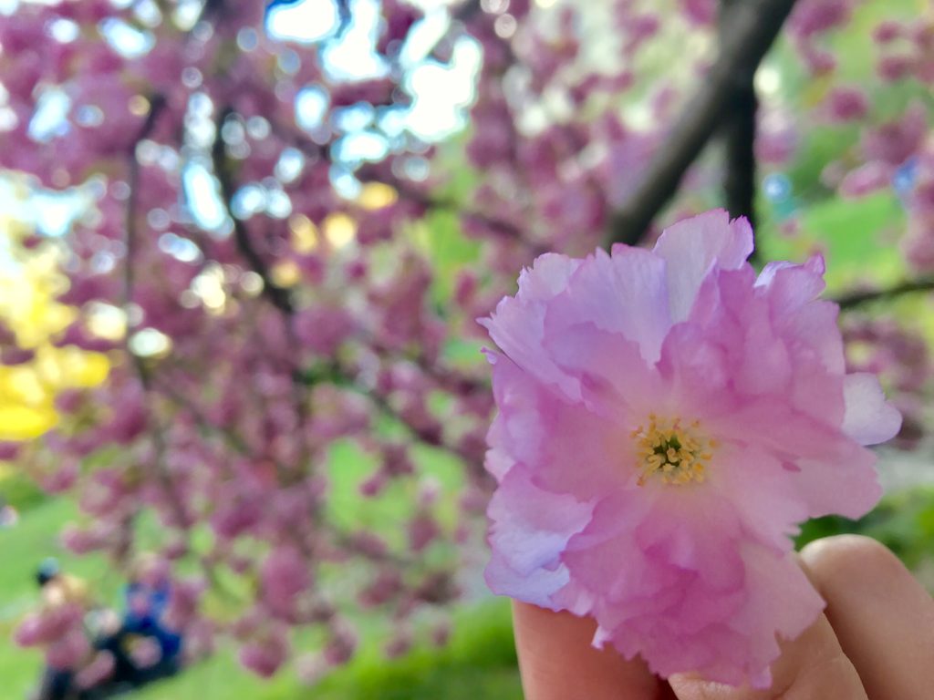 Upper west cherry blossom 