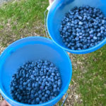 NYでブルーベリー狩りへ行ってみたよ！おすすめレシピも紹介♪